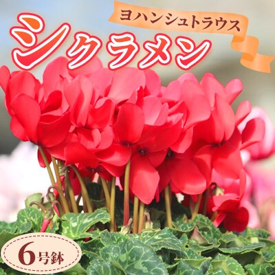 【先行予約】シクラメン6号鉢(ヨハンシュトラウス)　ブルーメあぶくま