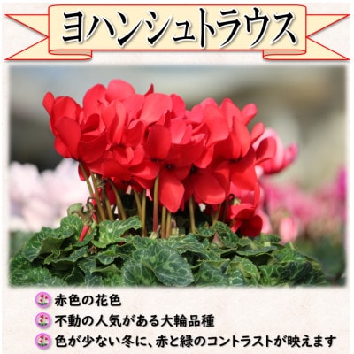【先行予約】シクラメン6号鉢(ヨハンシュトラウス)　ブルーメあぶくま