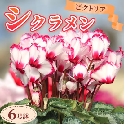 【先行予約】シクラメン6号鉢(ビクトリア)　ブルーメあぶくま