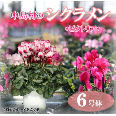 【先行予約】シクラメン6号鉢(ビクトリア)　ブルーメあぶくま
