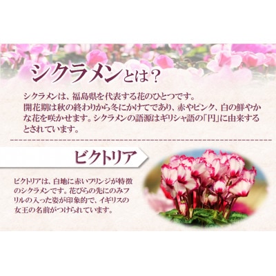 【先行予約】シクラメン6号鉢(ビクトリア)　ブルーメあぶくま