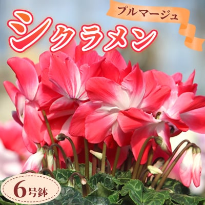 【先行予約】シクラメン6号鉢(プルマージュ)　ブルーメあぶくま