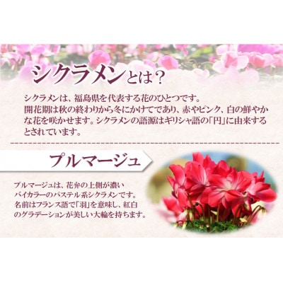 【先行予約】シクラメン6号鉢(プルマージュ)　ブルーメあぶくま