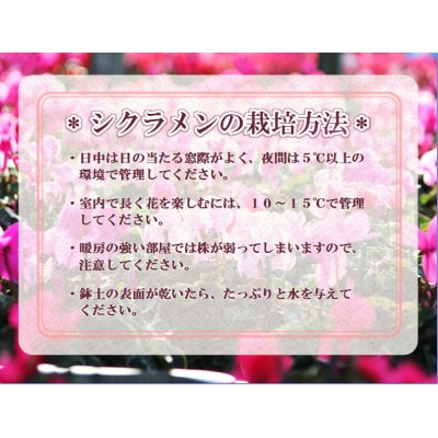 【先行予約】シクラメン6号鉢(プルマージュ)　ブルーメあぶくま