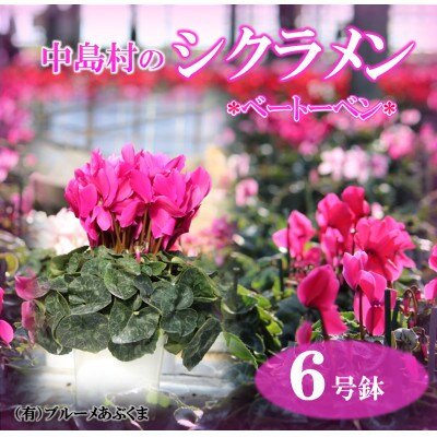 【先行予約】シクラメン6号鉢(ベートーベン)　ブルーメあぶくま