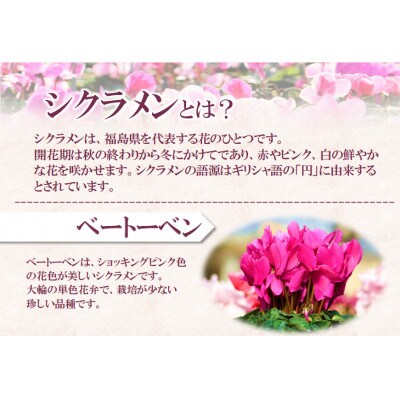 【先行予約】シクラメン6号鉢(ベートーベン)　ブルーメあぶくま