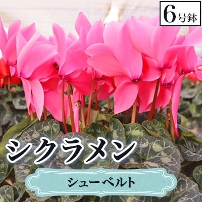 【先行予約】シクラメン6号鉢(シューベルト)　水野谷園芸