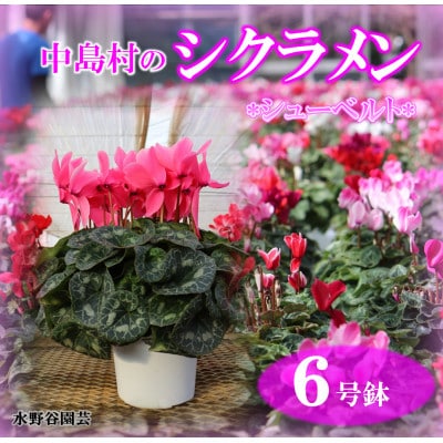 【先行予約】シクラメン6号鉢(シューベルト)　水野谷園芸