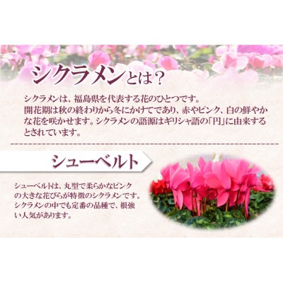 【先行予約】シクラメン6号鉢(シューベルト)　水野谷園芸