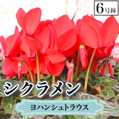 【先行予約】シクラメン6号鉢(ヨハンシュトラウス)　水野谷園芸