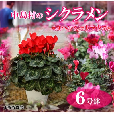 【先行予約】シクラメン6号鉢(ヨハンシュトラウス)　水野谷園芸