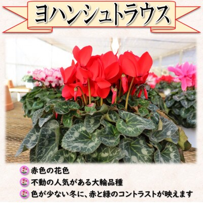 【先行予約】シクラメン6号鉢(ヨハンシュトラウス)　水野谷園芸