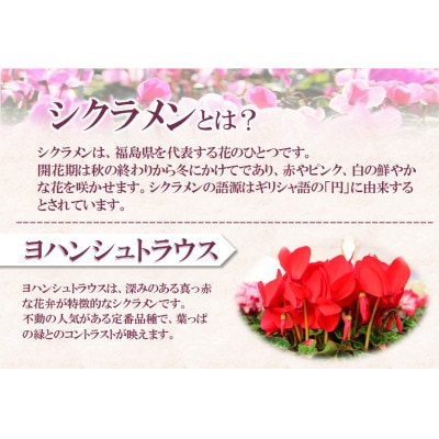 【先行予約】シクラメン6号鉢(ヨハンシュトラウス)　水野谷園芸