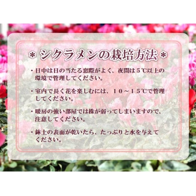 【先行予約】シクラメン6号鉢(ヨハンシュトラウス)　水野谷園芸