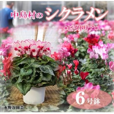 【先行予約】シクラメン6号鉢(ビクトリア)　水野谷園芸