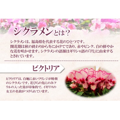【先行予約】シクラメン6号鉢(ビクトリア)　水野谷園芸