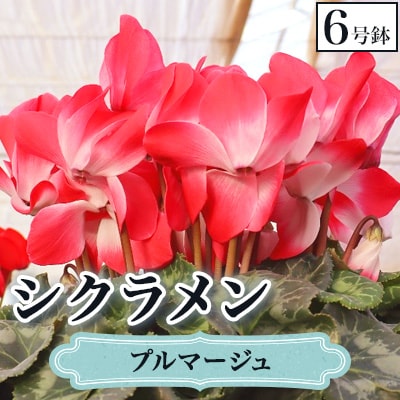 【先行予約】シクラメン6号鉢(プルマージュ)　水野谷園芸