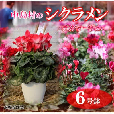 【先行予約】シクラメン6号鉢(プルマージュ)　水野谷園芸