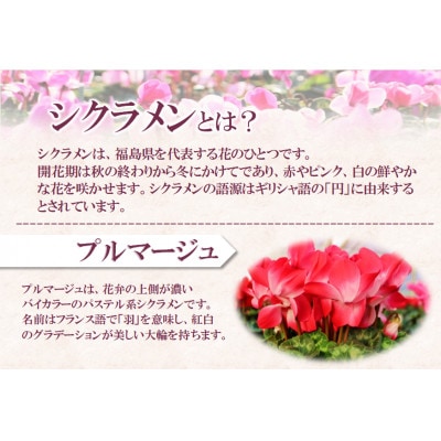 【先行予約】シクラメン6号鉢(プルマージュ)　水野谷園芸