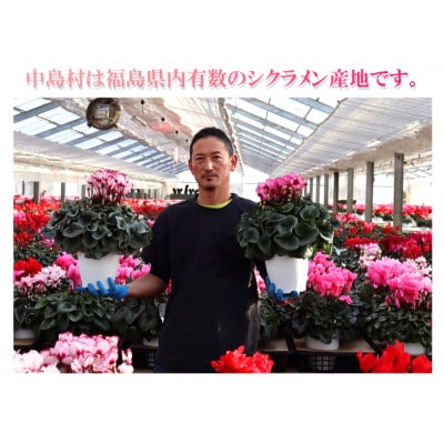 【先行予約】シクラメン6号鉢(プルマージュ)　水野谷園芸