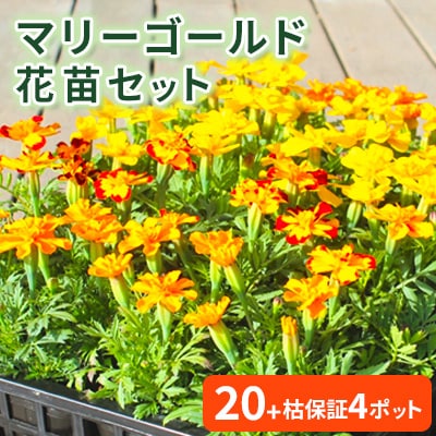 【先行予約】マリーゴールド花苗セット(20+4ポット)