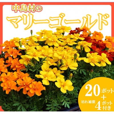 【先行予約】マリーゴールド花苗セット(20+4ポット)