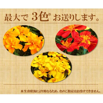 【先行予約】マリーゴールド花苗セット(20+4ポット)
