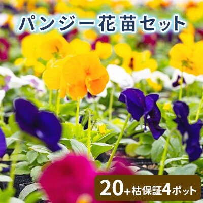 【先行予約】パンジー花苗セット(20+4ポット)