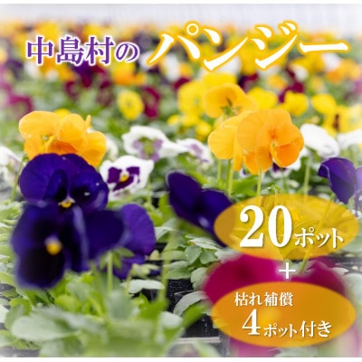 【先行予約】パンジー花苗セット(20+4ポット)