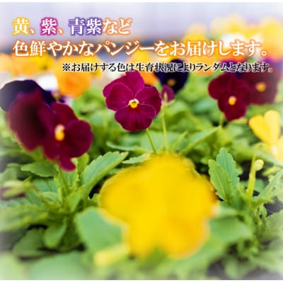 【先行予約】パンジー花苗セット(20+4ポット)
