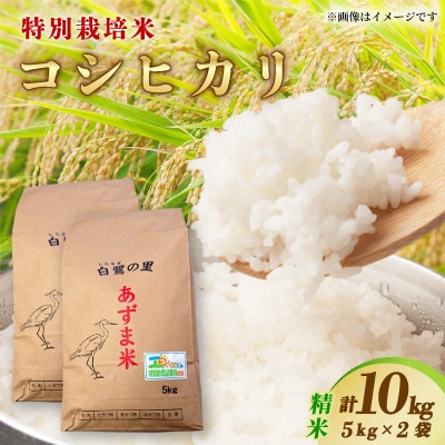 【令和7年産】特別栽培コシヒカリ10kg(5kg×2袋)　精米