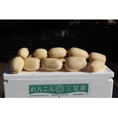 れんこん三兄弟の特選美肌秋蓮根 茨城県稲敷市産 4kg×1箱