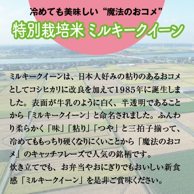 【先行受付・令和6年産・新鮮産地直送】特別栽培米　稲敷市産ミルキークイーン10kg(5kg×2袋)
