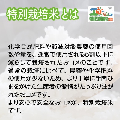 【先行受付・令和6年産・新鮮産地直送】特別栽培米　稲敷市産ミルキークイーン10kg(5kg×2袋)