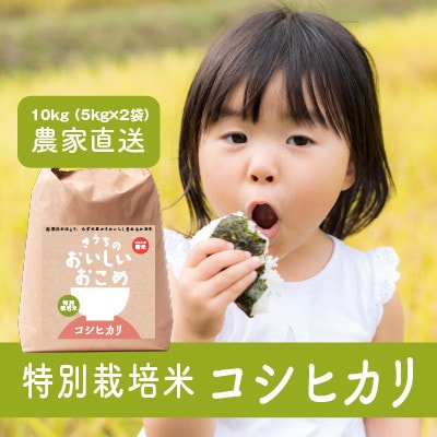 【令和6年産・生産者から新鮮直送】特別栽培米　稲敷市産コシヒカリ10kg(5kg×2袋)