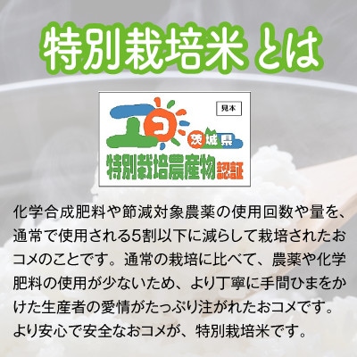 【令和6年産・生産者から新鮮直送】特別栽培米　稲敷市産コシヒカリ10kg(5kg×2袋)