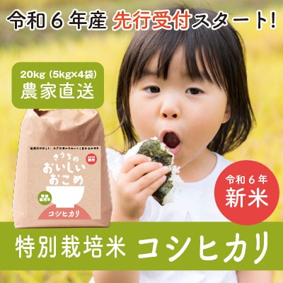 精米済み20キロ【農家直送！】新潟県産こしいぶき特別栽培米6