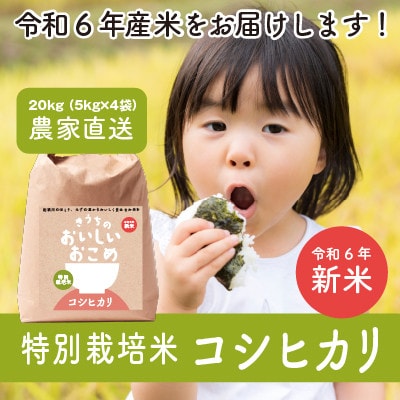 【令和6年産・自家栽培・自家精米直送】特別栽培米　稲敷市産コシヒカリ20kg(5kg×4袋)精米