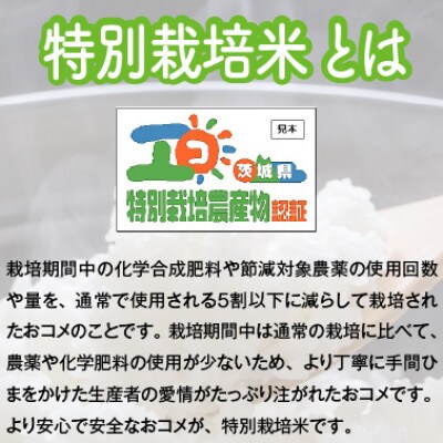 【令和6年産・自家栽培・自家精米・農家直送】特別栽培米稲敷市産あきたこまち 10kg(5kg×2袋)