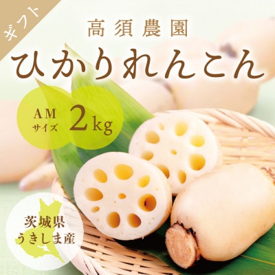 ひかりれんこんギフト 2kg AMサイズ 産地直送 浮島産れんこん(化粧箱入)