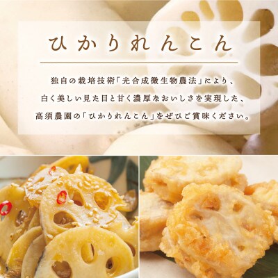 ひかりれんこんギフト 2kg AMサイズ 産地直送 浮島産れんこん(化粧箱入)