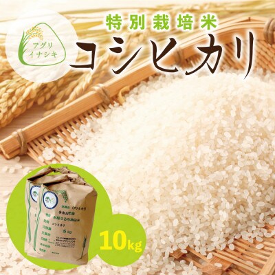 令和6年産　特別栽培米コシヒカリ　10kg(5kg×2袋)