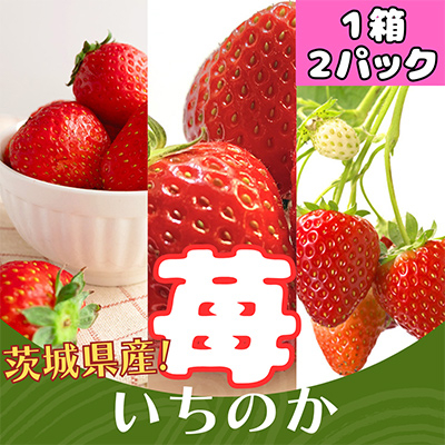 茨城県産いちご「いちのか」大粒～中粒　2パック入り×1箱