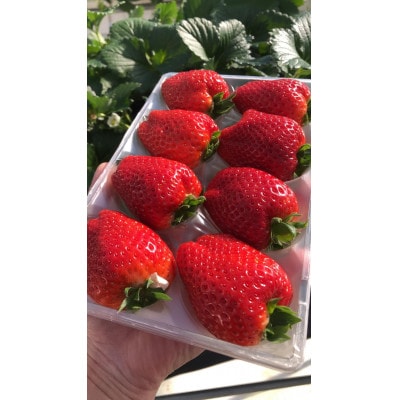 茨城県産いちご「いちのか」大粒～中粒　2パック入り×1箱