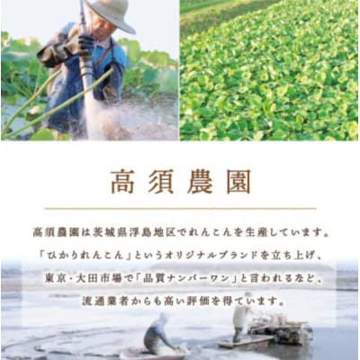 ひかりれんこんギフト 2kg AMサイズ 産地直送 浮島産れんこん(化粧箱入)