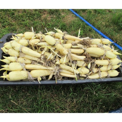 新ひかりれんこん 2kg(3本～4本入り)AMサイズ 産地直送 浮島産れんこん