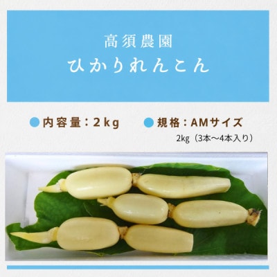 新ひかりれんこん 2kg(3本～4本入り)AMサイズ 産地直送 浮島産れんこん