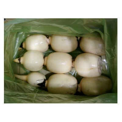 ひかりれんこん　1kg(3本～4本)産地直送(化粧箱鮮度保持袋使用)
