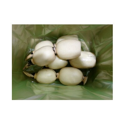 ひかりれんこん　1kg(3本～4本)産地直送(化粧箱鮮度保持袋使用)