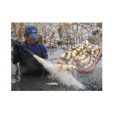 ひかりれんこん　1kg(3本～4本)産地直送(化粧箱鮮度保持袋使用)